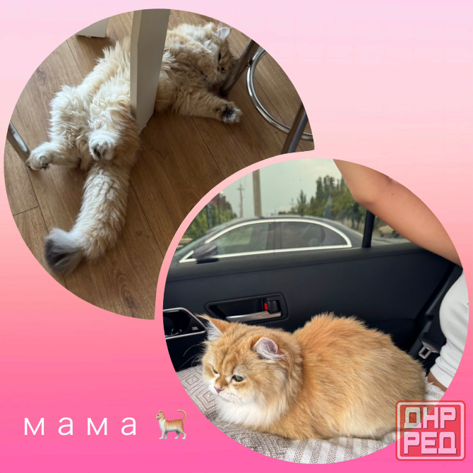 Продаются чистокровные котята породы Шотландская золотая шиншилла Макеевка - изображение 2