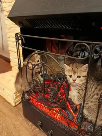 Шотландские котята скоттиш страит Донецк