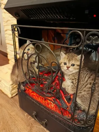 Шотландские котята скоттиш страит Донецк