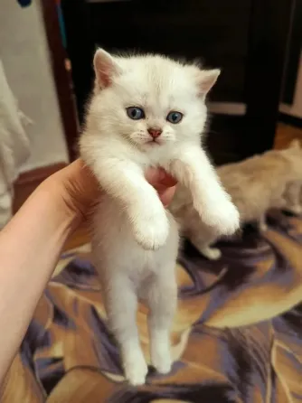 Шотландские котята скоттиш страит Донецк
