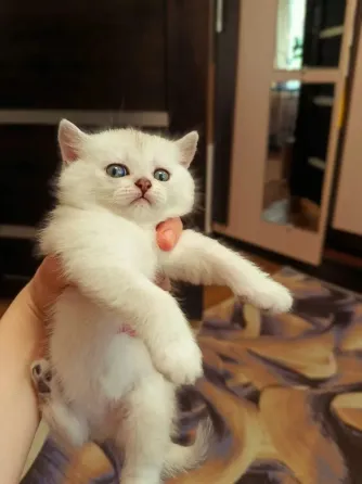 Шотландские котята скоттиш страит Донецк