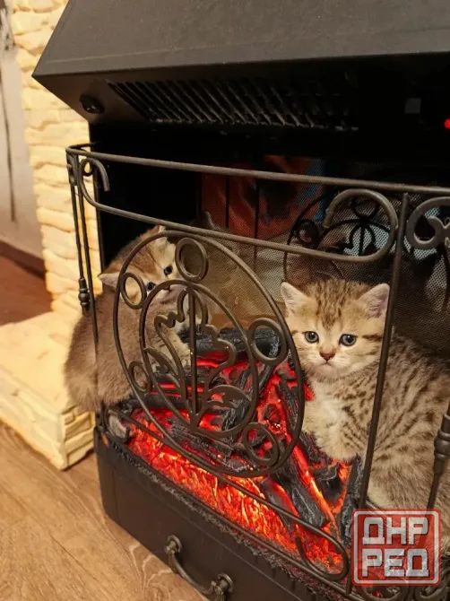 Шотландские котята скоттиш страит Донецк - изображение 3