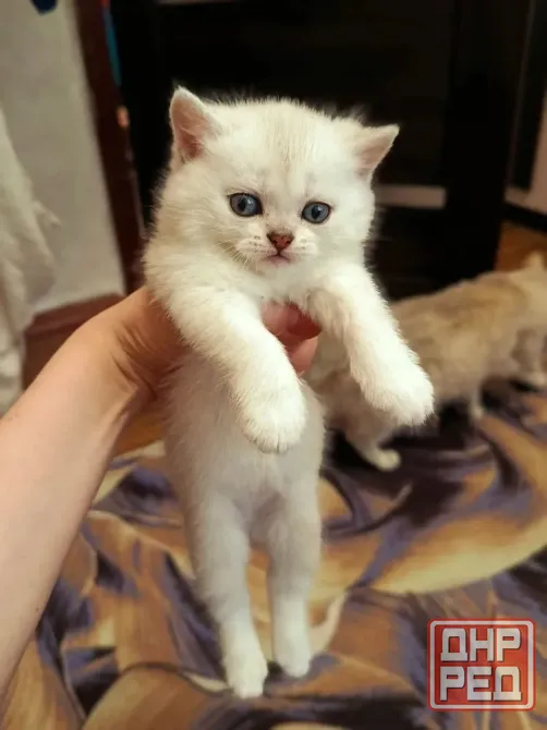 Шотландские котята скоттиш страит Донецк - изображение 2