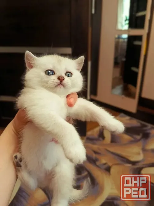 Шотландские котята скоттиш страит Донецк - изображение 1