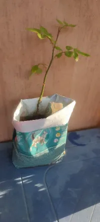 Роза вьющаяся Донецк