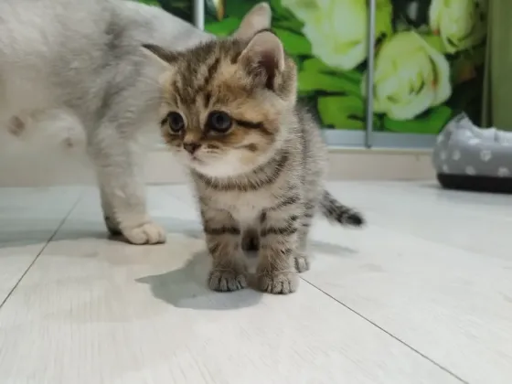 Продам котенка Донецк