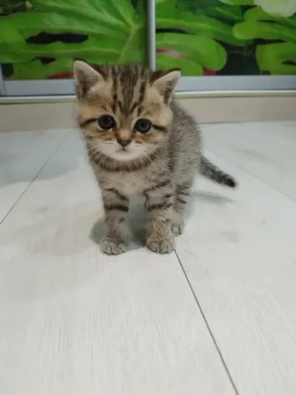 Продам котенка Донецк