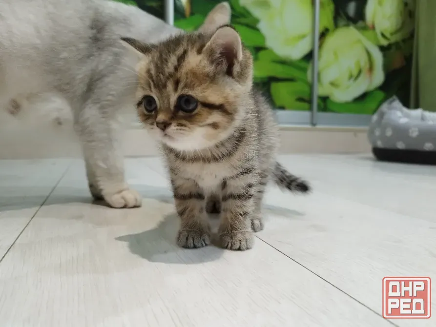 Продам котенка Донецк - изображение 1