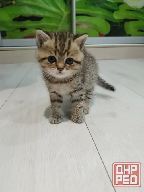 Продам котенка Донецк - изображение 2