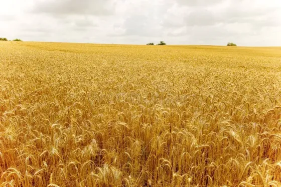 Продам пай 5.91га Волноваха