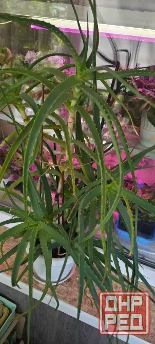 Продам Алоэ Донецк - изображение 4
