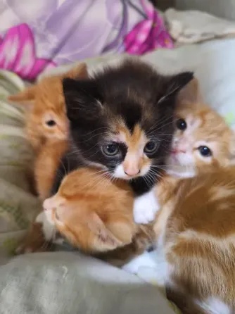 Отдам котят в хорошие руки. Донецк