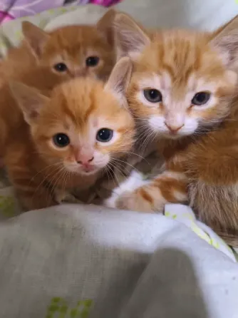 Отдам котят в хорошие руки. Донецк