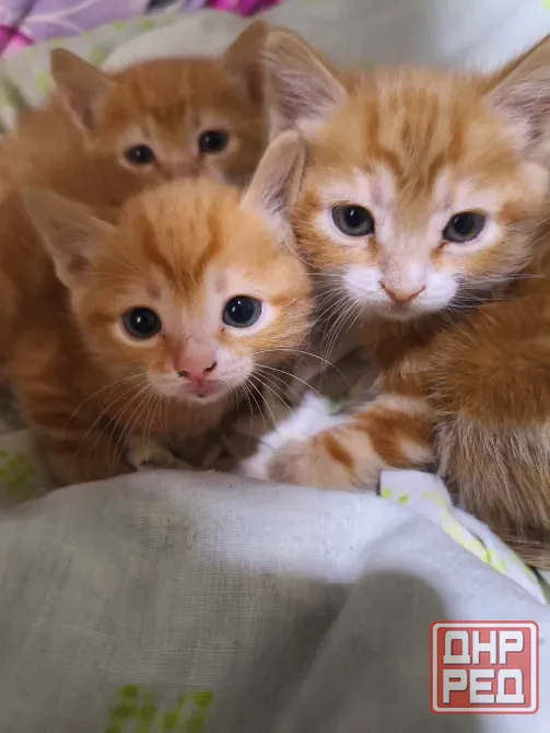 Отдам котят в хорошие руки. Донецк - изображение 2