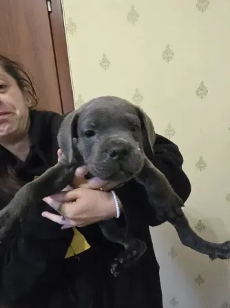 Шенки Кане корсо Донецк