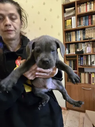 Шенки Кане корсо Донецк