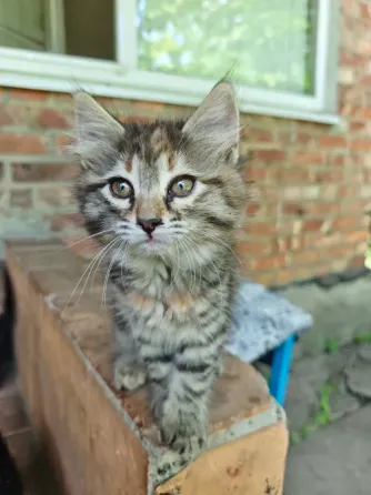 Котята Макеевка