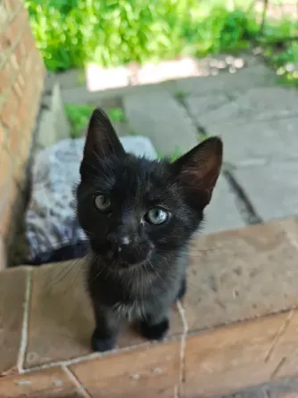 Котята Макеевка