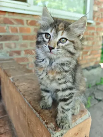 Котята Макеевка