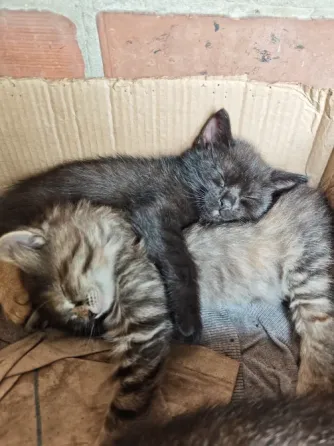Котята Макеевка