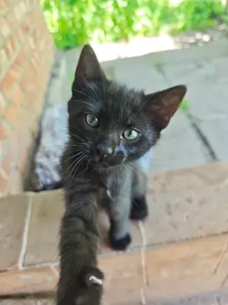 Котята Макеевка