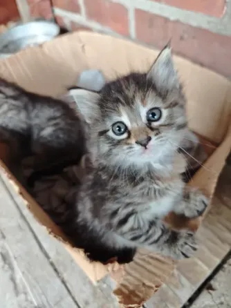 Котята Макеевка