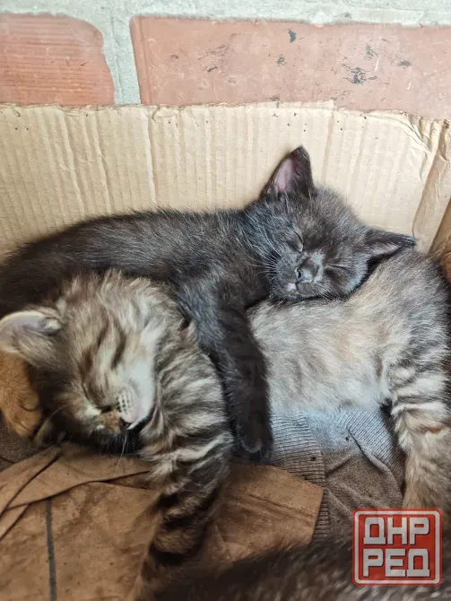 Котята Макеевка - изображение 1