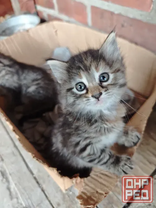 Котята Макеевка - изображение 2