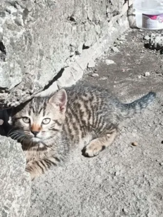 Котята Донецк