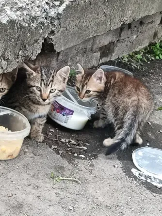Котята Донецк