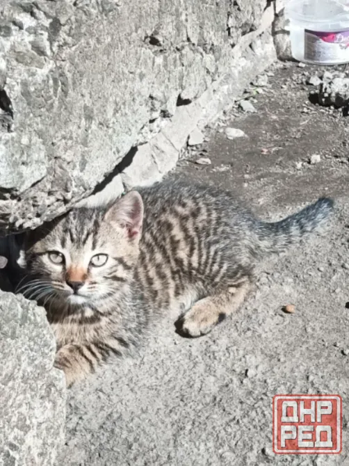 Котята Донецк - изображение 1