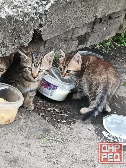 Котята Донецк - изображение 2