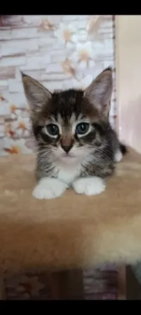 Отдам котят в хорошие руки Макеевка
