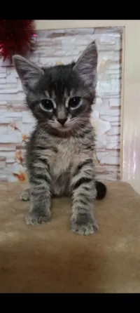 Отдам котят в хорошие руки Макеевка