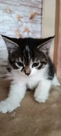 Отдам котят в хорошие руки Макеевка