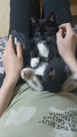 Отдам котят в надëжные руки Донецк