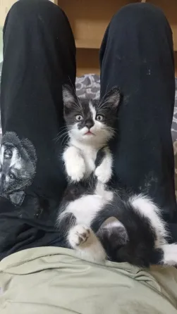 Отдам котят в надëжные руки Донецк