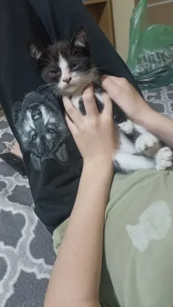 Отдам котят в надëжные руки Донецк