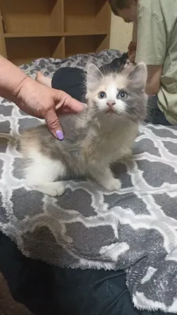 Отдам котят в надëжные руки Донецк