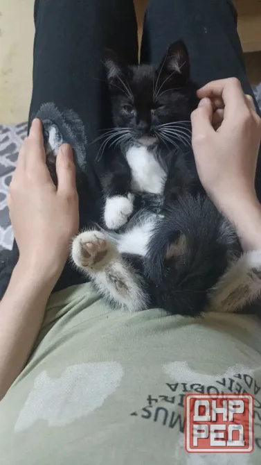 Отдам котят в надëжные руки Донецк - изображение 3