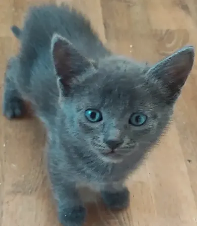 Котята в добрые рука Макеевка