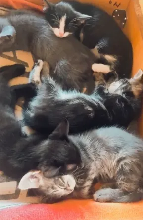 Котята в добрые рука Макеевка