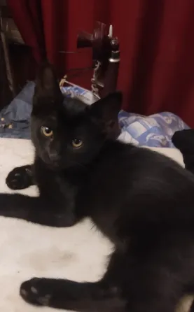 Котята в добрые руки Макеевка