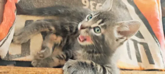 Котята в добрые рука Макеевка