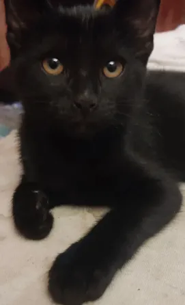 Котята в добрые руки Макеевка