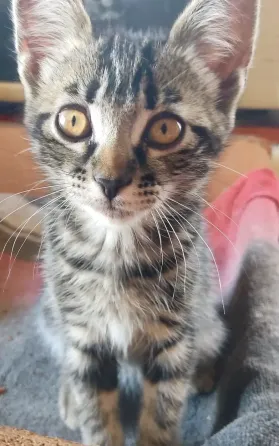 Котята в добрые руки Макеевка