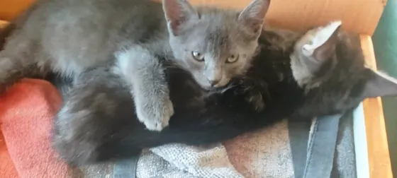 Котята в добрые руки Макеевка