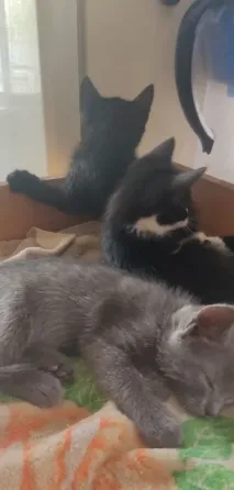 Котята в добрые рука Макеевка