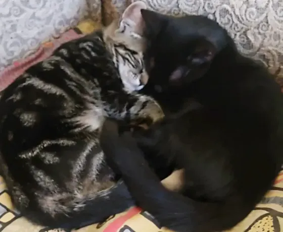 Котята в добрые руки Макеевка