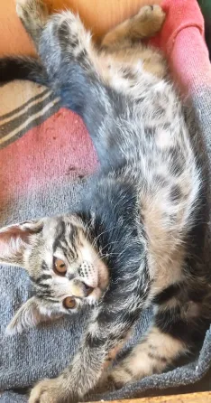 Котята в добрые руки Макеевка